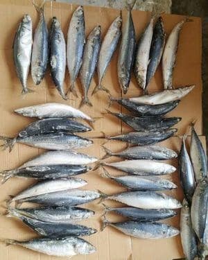 Pacific mackerel